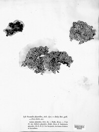 Hypogymnia physodes image